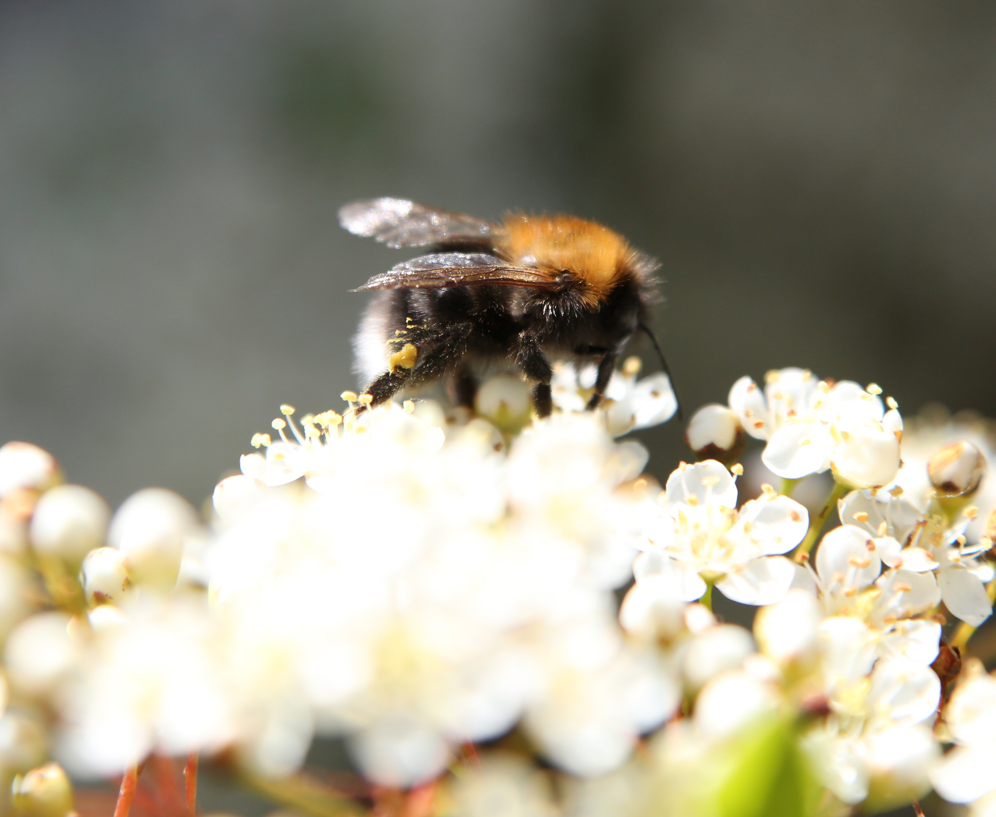 Guerlain rinnova il suo impegno per le api nel World Bee Day 2020