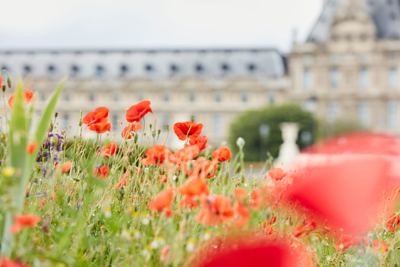 Con Kenzo Parfums a Parigi rifioriscono i Jardin de Tuileries