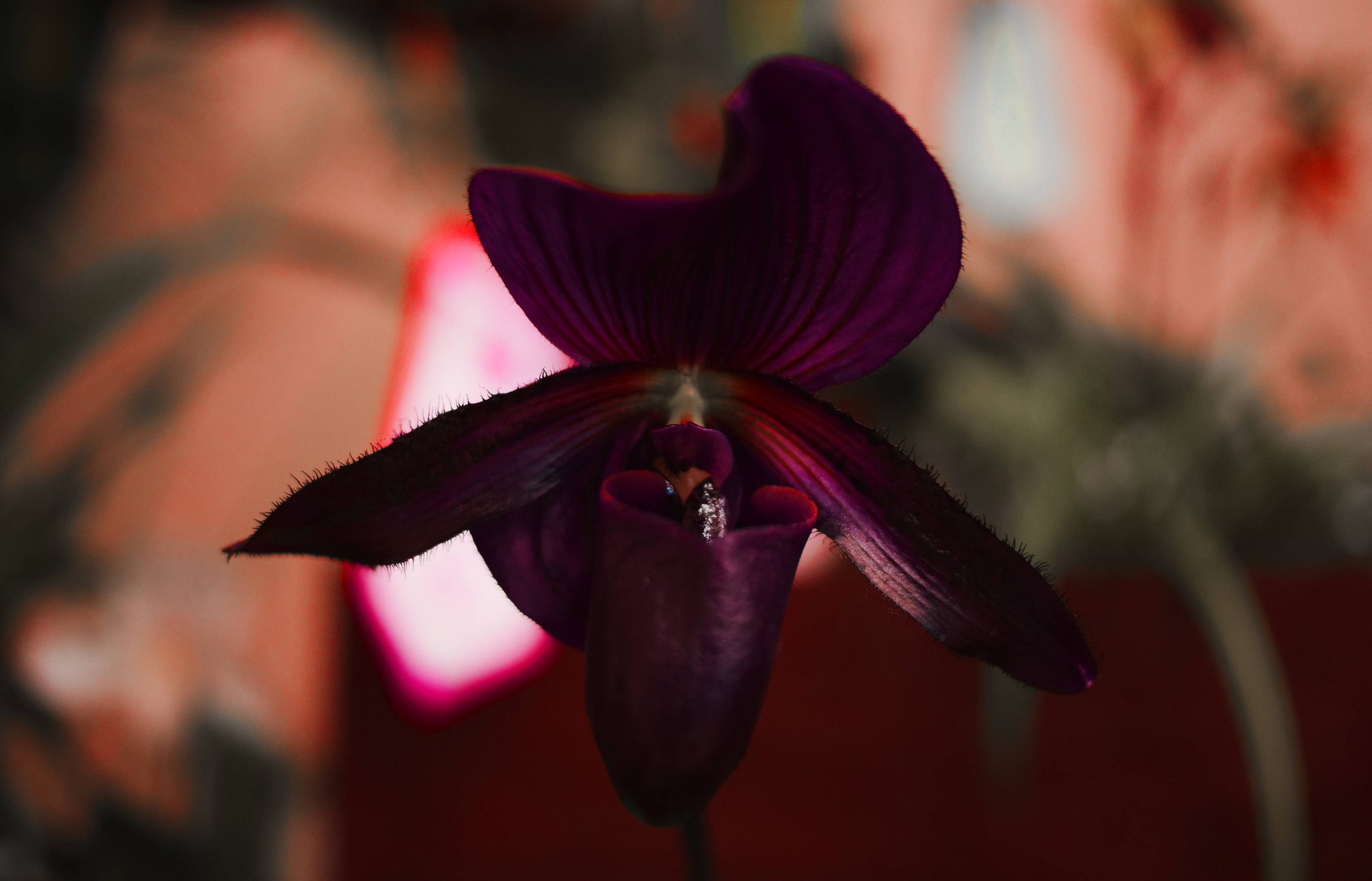 Il prodigio botanico dell'Orchidea Nera nella nuova Limited Edition Guerlain