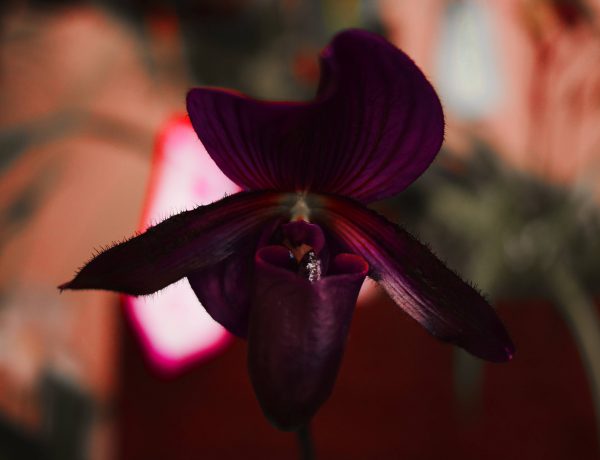 Orchidée Impériale Black Cream Guerlain